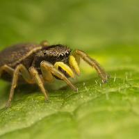 Jumping Spider - Heliophanus flavipes 2 